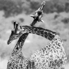 Black And White Giraffes Diamond Painting