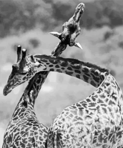 Black And White Giraffes Diamond Painting