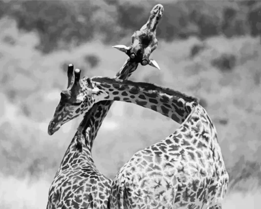 Black And White Giraffes Diamond Painting
