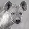 Black And White Hyena Diamond Painting