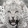 Black And White Leopard Diamond Painting