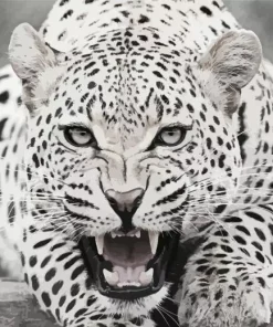 Black And White Leopard Diamond Painting