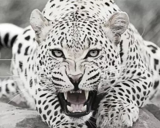 Black And White Leopard Diamond Painting