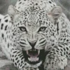 Black And White Leopard Diamond Painting