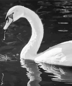Black And White Swan Diamond Painting