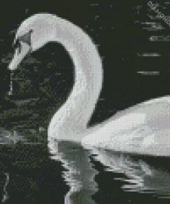 Black And White Swan Diamond Painting
