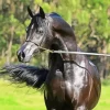 Black Arabian Horse Diamond Painting