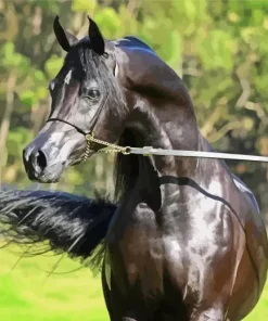 Black Arabian Horse Diamond Painting