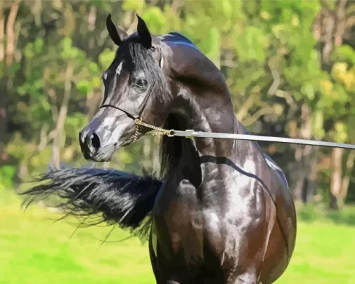 Black Arabian Horse Diamond Painting
