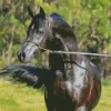 Black Arabian Horse Diamond Painting