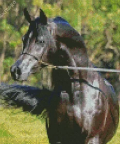 Black Arabian Horse Diamond Painting