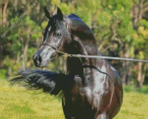 Black Arabian Horse Diamond Painting
