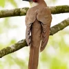 Black Billed Cuckoo Diamond Painting