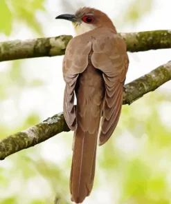Black Billed Cuckoo Diamond Painting