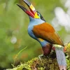 Black Billed Mountain Toucan Diamond Painting