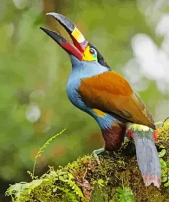 Black Billed Mountain Toucan Diamond Painting