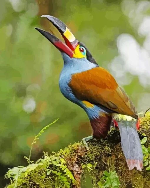 Black Billed Mountain Toucan Diamond Painting