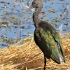 Black Ibis Bird Diamond Painting