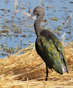 Black Ibis Bird Diamond Painting