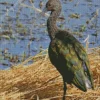 Black Ibis Bird Diamond Painting