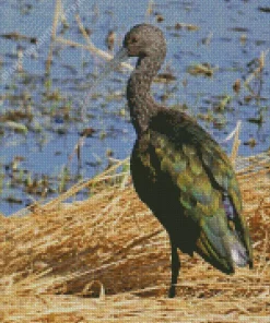Black Ibis Bird Diamond Painting