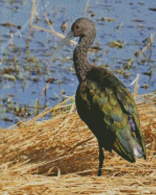 Black Ibis Bird Diamond Painting