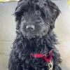 Black Mini Labradoodle Diamond Painting