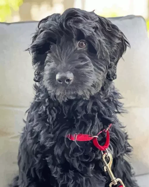 Black Mini Labradoodle Diamond Painting