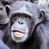 Black Monkey Diamond Painting