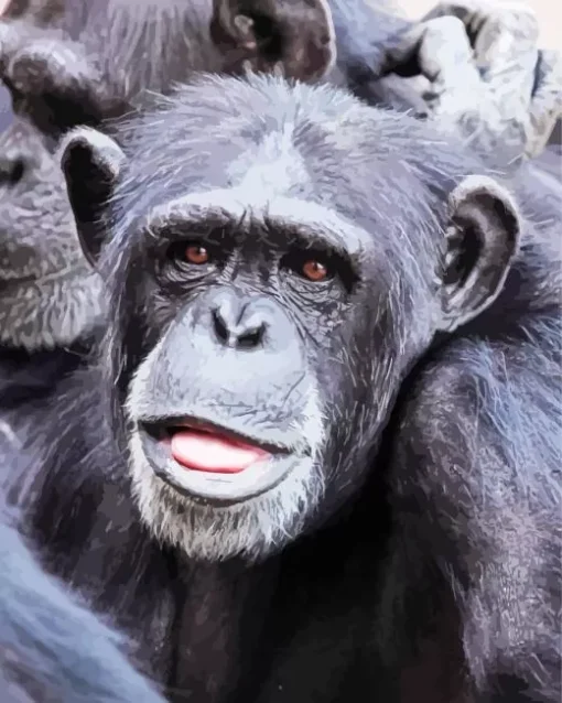 Black Monkey Diamond Painting
