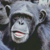 Black Monkey Diamond Painting