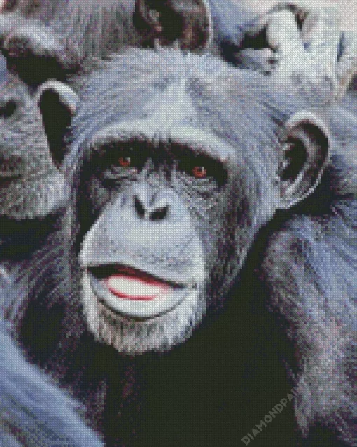 Black Monkey Diamond Painting