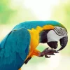 Blue And Gold Macaw Diamond Painting