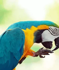 Blue And Gold Macaw Diamond Painting