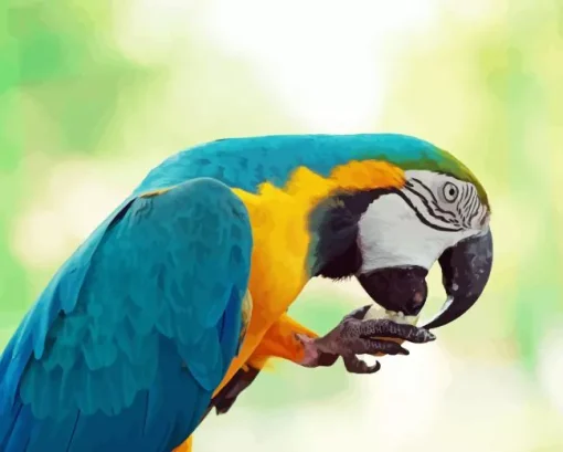 Blue And Gold Macaw Diamond Painting