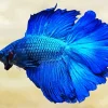 Blue Betta Fish Diamond Painting