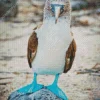 Blue Footed Booby Diamond Painting
