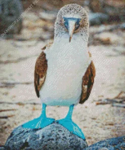 Blue Footed Booby Diamond Painting