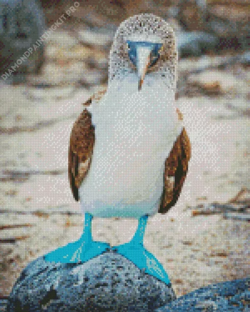 Blue Footed Booby Diamond Painting