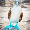 Blue Footed Booby Diamond Painting