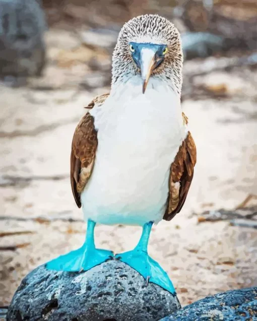 Blue Footed Booby Diamond Painting