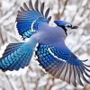 Blue Jay Bird Flying Diamond Painting