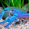 Blue Lobster Diamond Painting