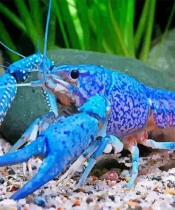 Blue Lobster Diamond Painting
