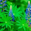 Blue Lupine Flowers Diamond Painting