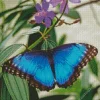 Blue Morpho Butterfly Diamond Painting