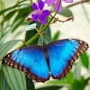 Blue Morpho Butterfly Diamond Painting