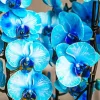 Blue Orchid Diamond Painting