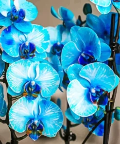 Blue Orchid Diamond Painting