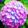 Blue Pink Purple Hydrangea Diamond Painting